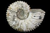 Bumpy Douvilleiceras (Tractor) Ammonite - Madagascar #68212-1